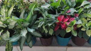 The Benefits Of Indoor Plants