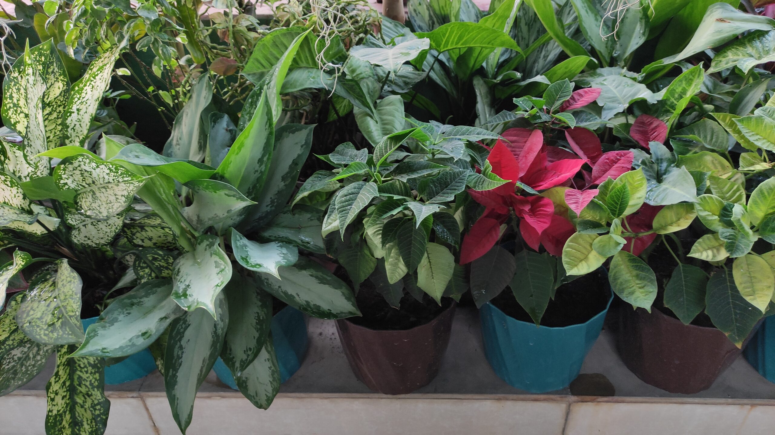 The Benefits Of Indoor Plants