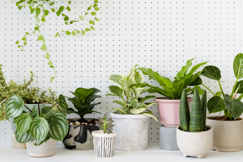 Unleash Your Indoor Plant Parent