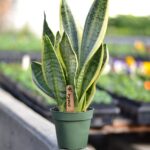 snake plant, houseplant, mother in law's tongue-4985304.jpg