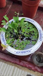 'aquatic plants in pots', 'mini water garden', 'balcony water garden', 'duckweed plant care', 'water hyacinth in container', 'indoor water garden ideas', 'small pond plants for home', 'indoor aquatic plants', 'mini pond for balcony', 'container pond plants'